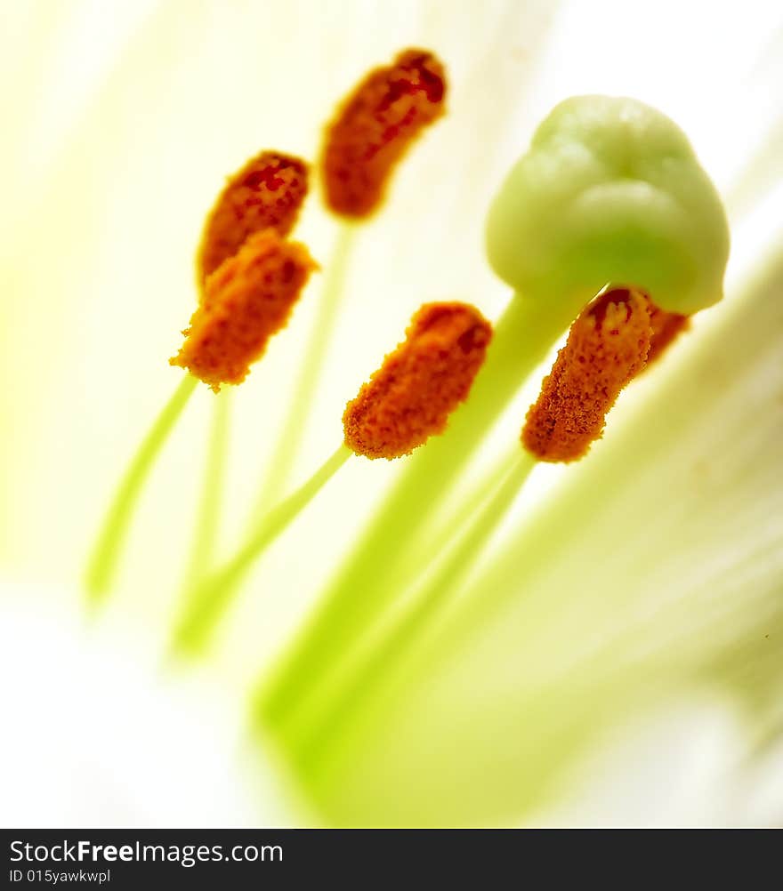 Photograph of Lilly  flower closeup