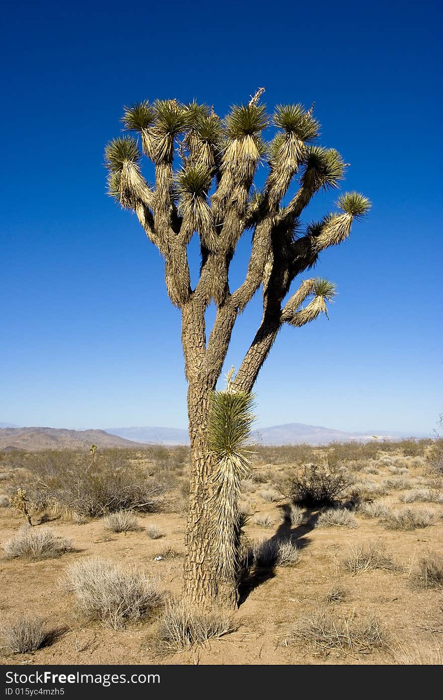 A cactus tree located in death valley nevada. A cactus tree located in death valley nevada