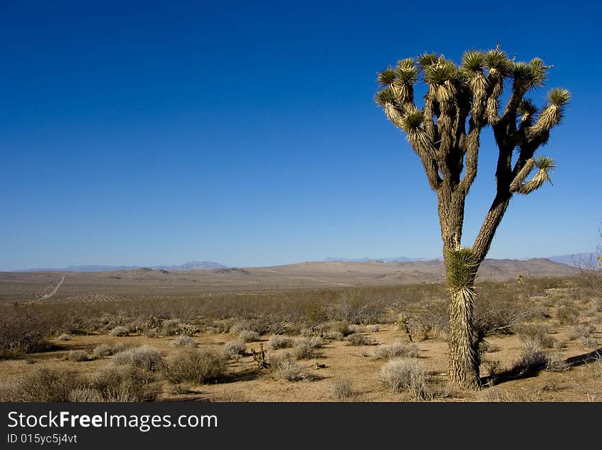 Cactus tree