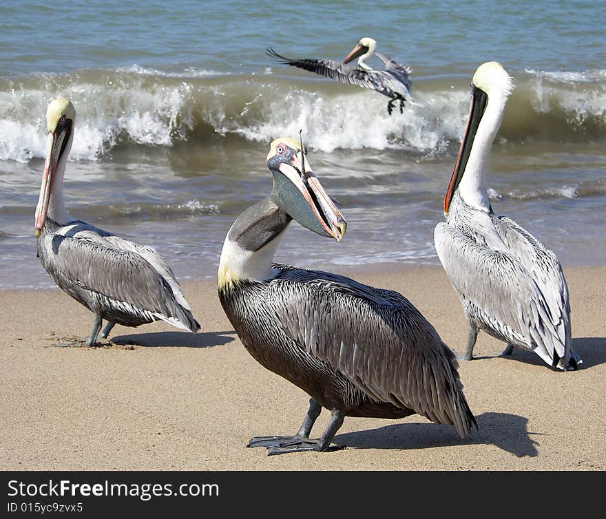 The group of pelicans on Puerto Vallarta town beach (Mexico).