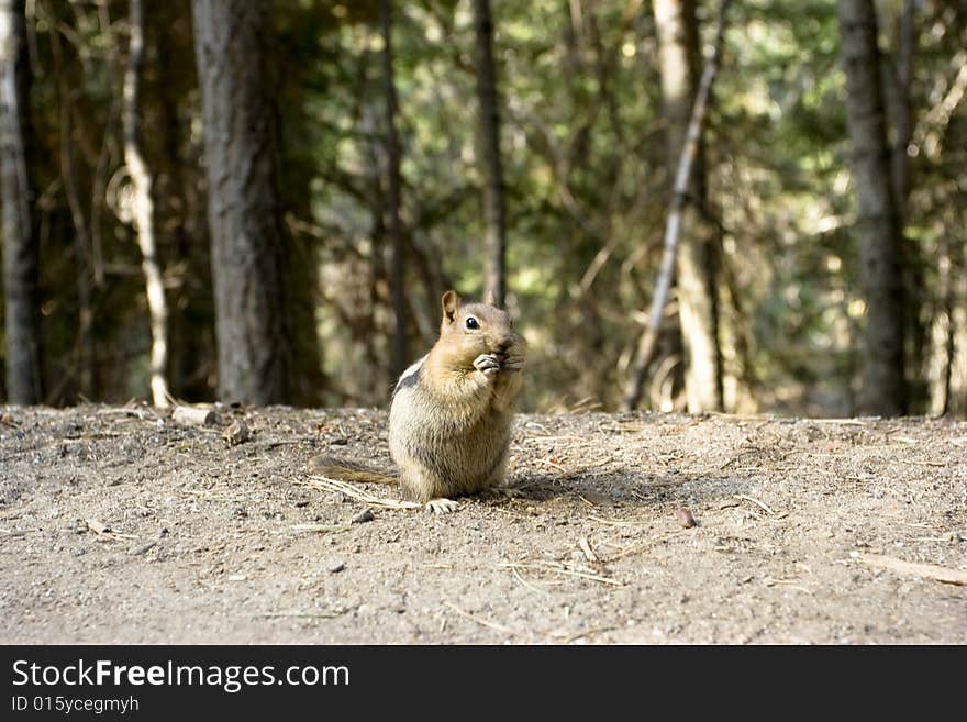 Squirrel eating