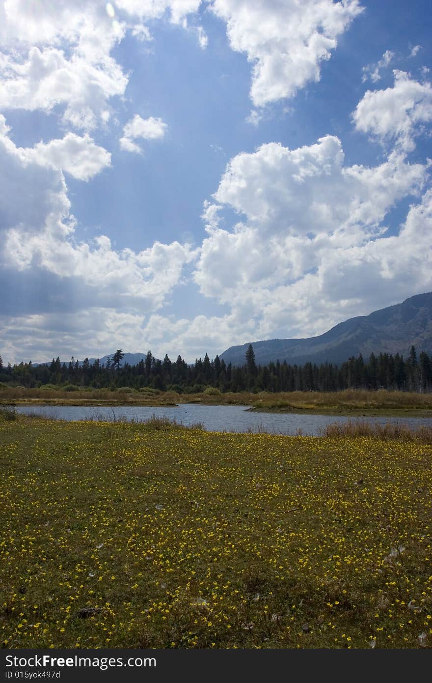 Summer meadow in sunny weather. Summer meadow in sunny weather