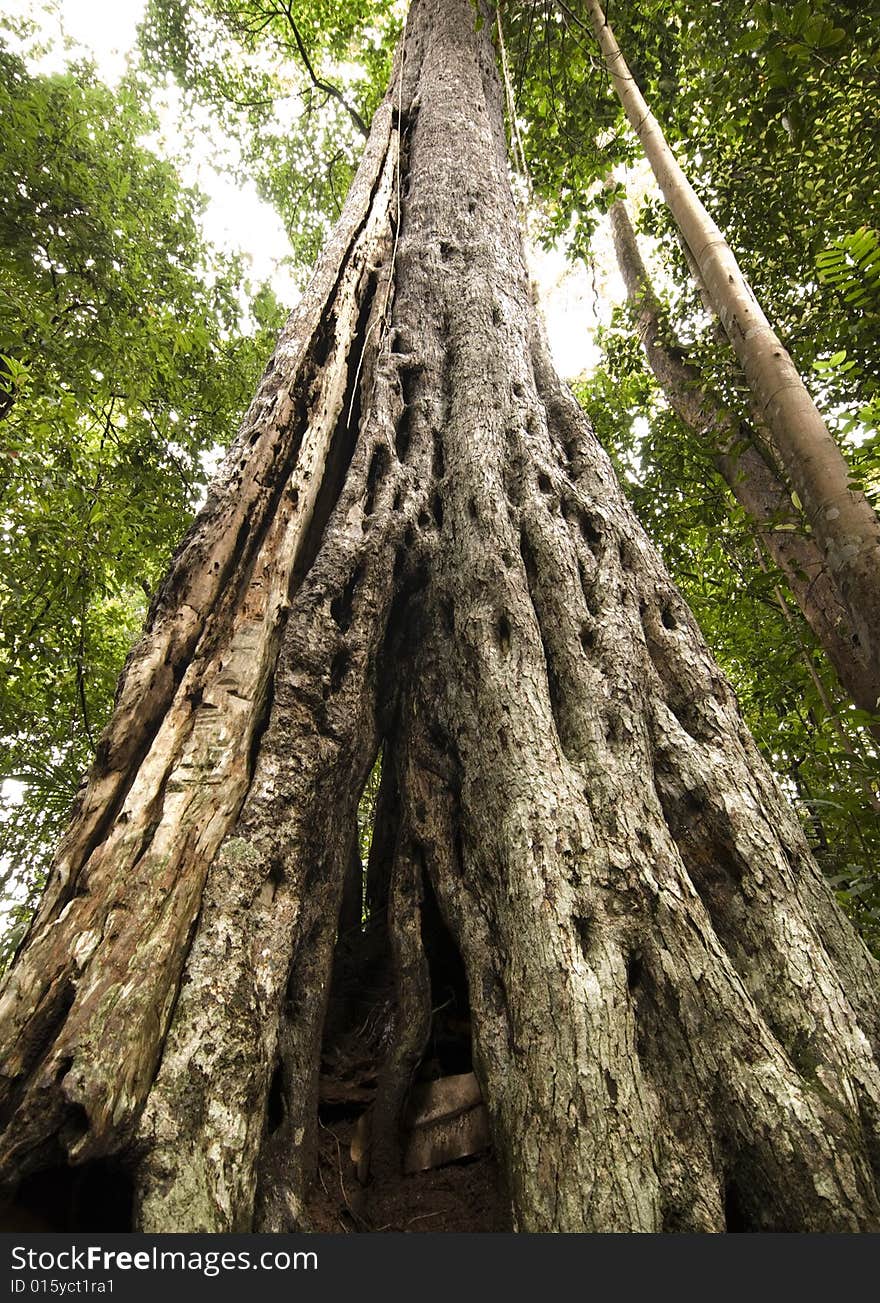 A shot of Tree trunk in the forest