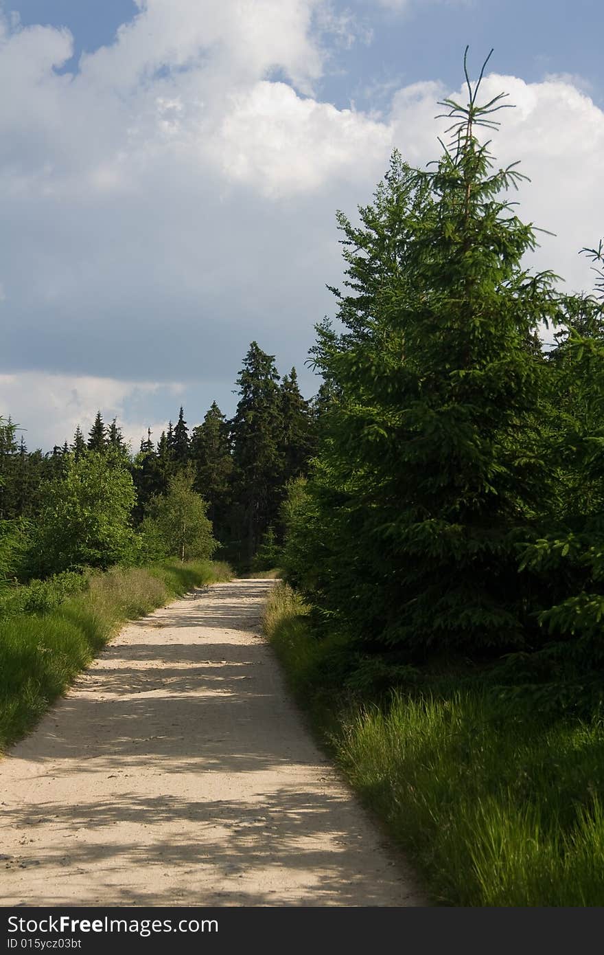 Path between trees in Krkonose mountain. Path between trees in Krkonose mountain