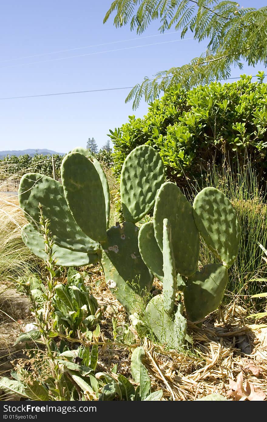 Cactus