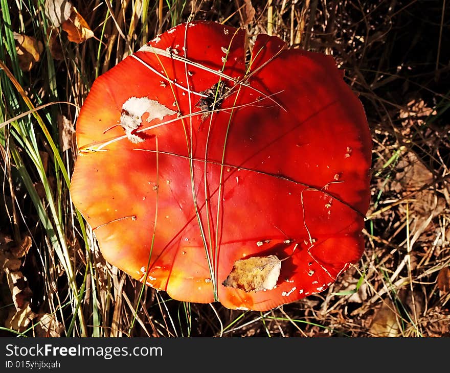 A Fly-agaric Is Red (Amanita Muscaria).