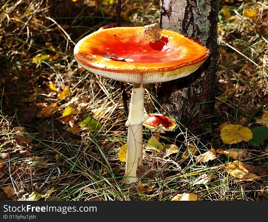 A fly-agaric is red (Amanita muscaria).