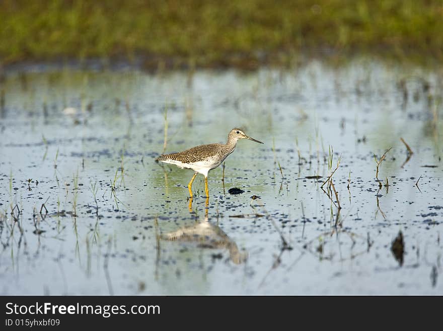 Greater Yellowlegs In A Puddle