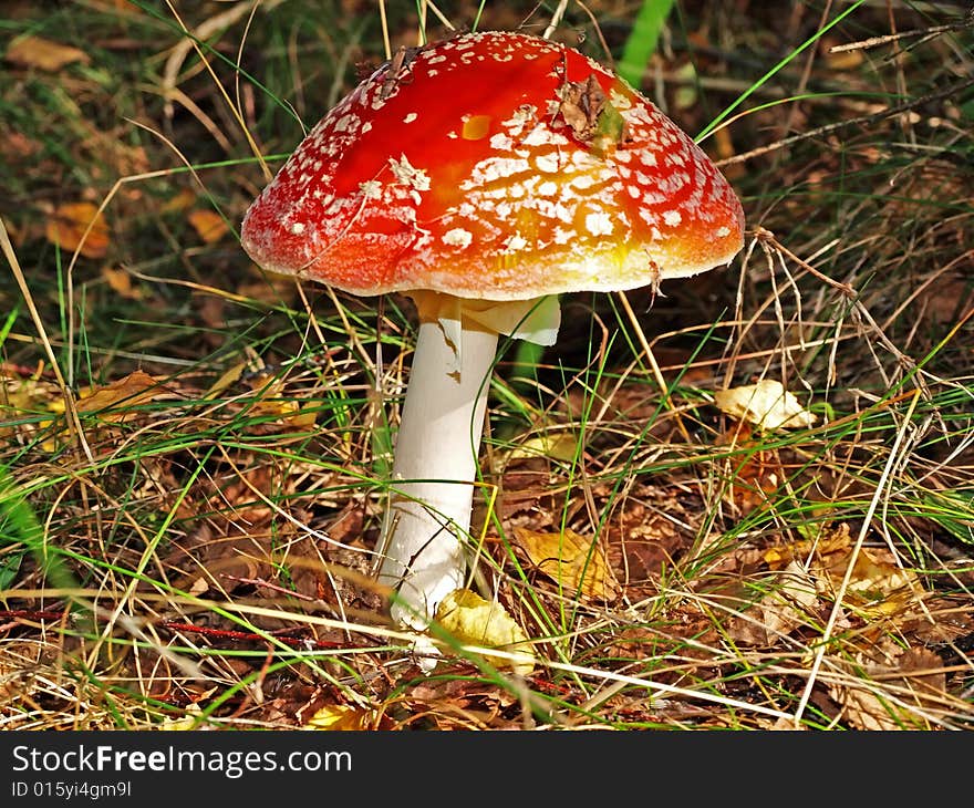 A fly-agaric is red (Amanita muscaria).