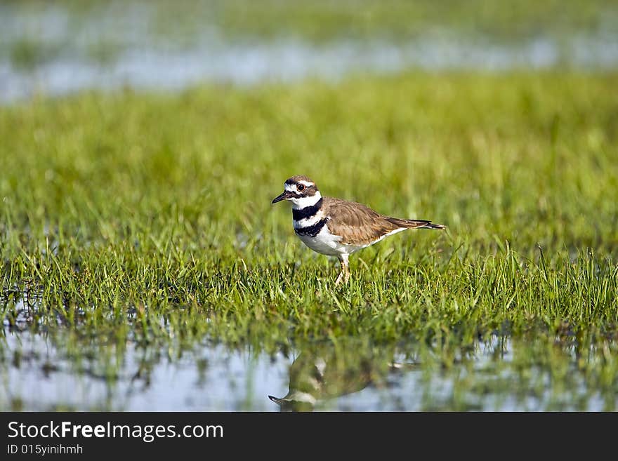 A Killdeer in a flooded field