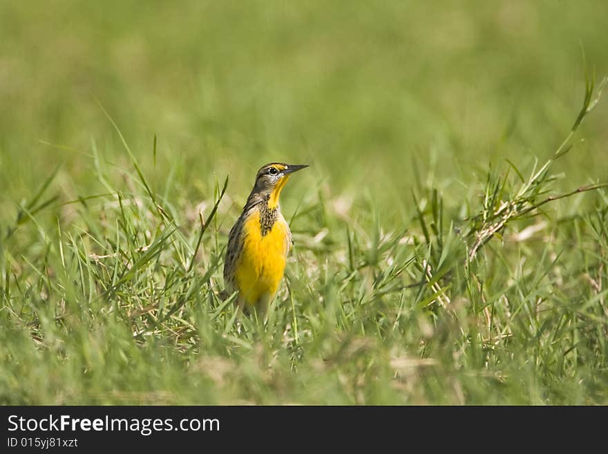 Meadowlark singing in a field