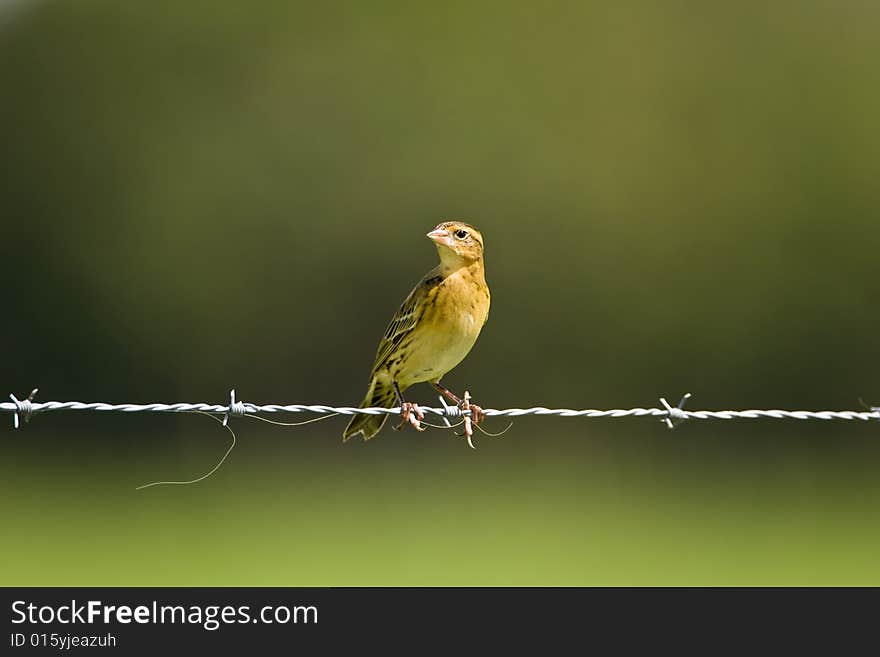 Young sparrow perched on a fence wire