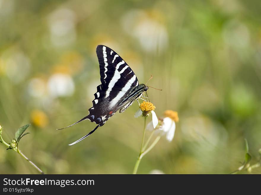 A Zebra Swallowtail butterfly feeding on nector