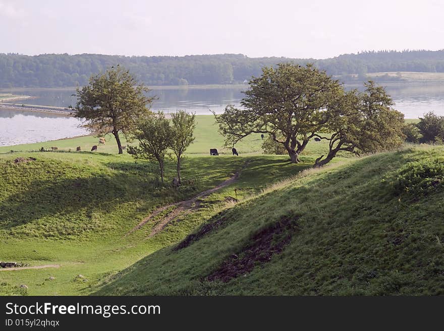 Cattle in the Field