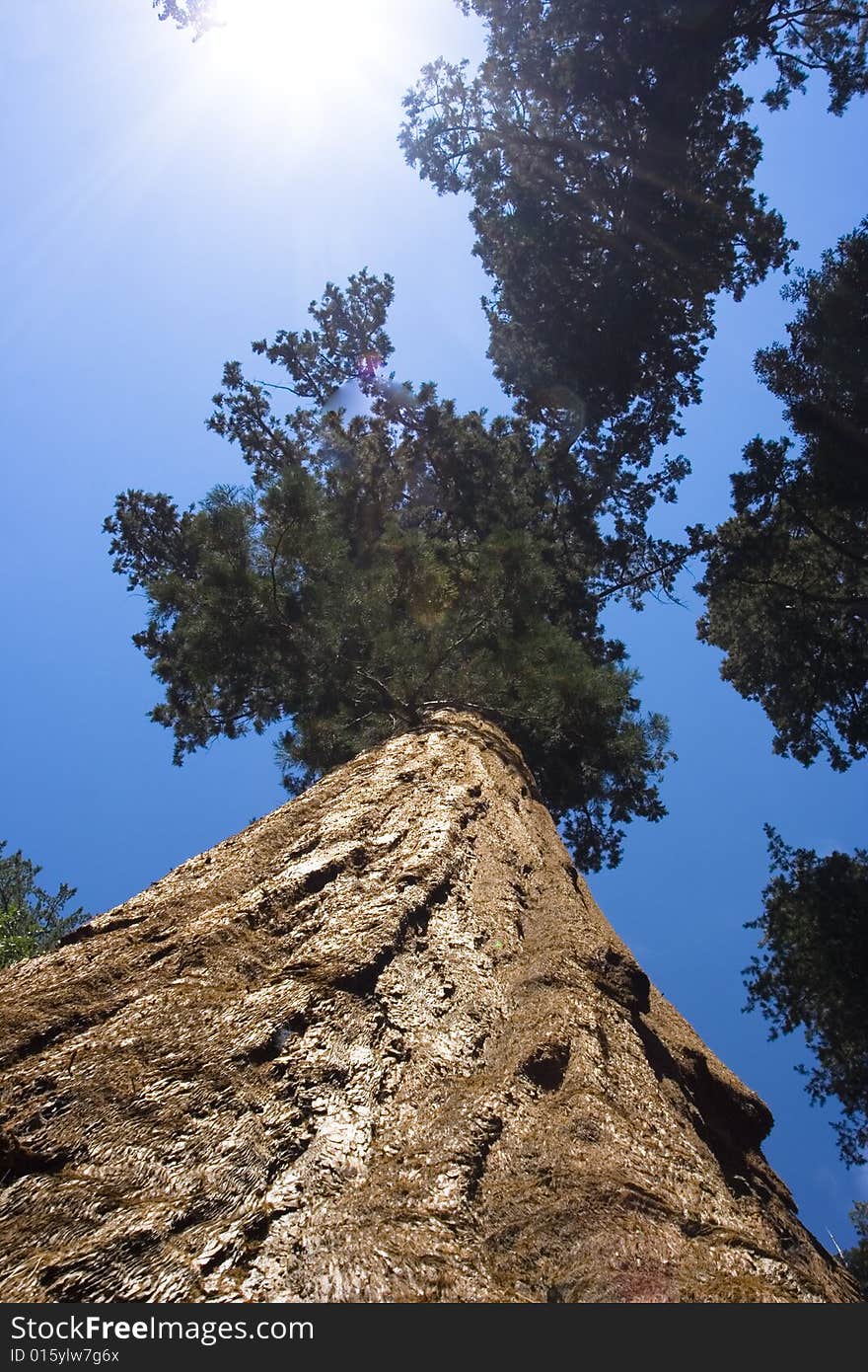 Sequoia tree