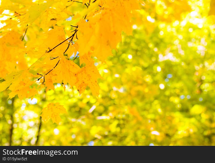 Yellow maple leaves background with copyspace for your text (shallow DOF)