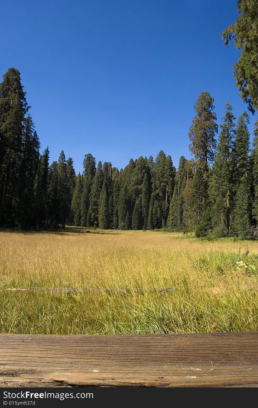 A beautifull meadow in the summer. A beautifull meadow in the summer