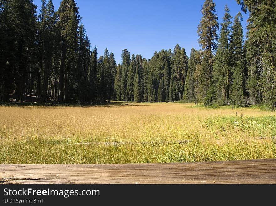 A beautiful meadow on a sunny day