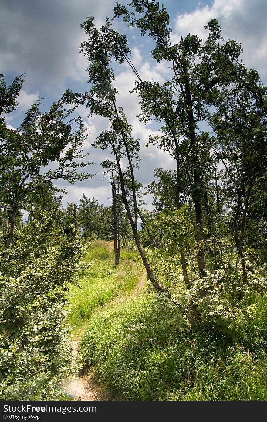 Trees on volcano Bukovec in Jizerske hory. Trees on volcano Bukovec in Jizerske hory