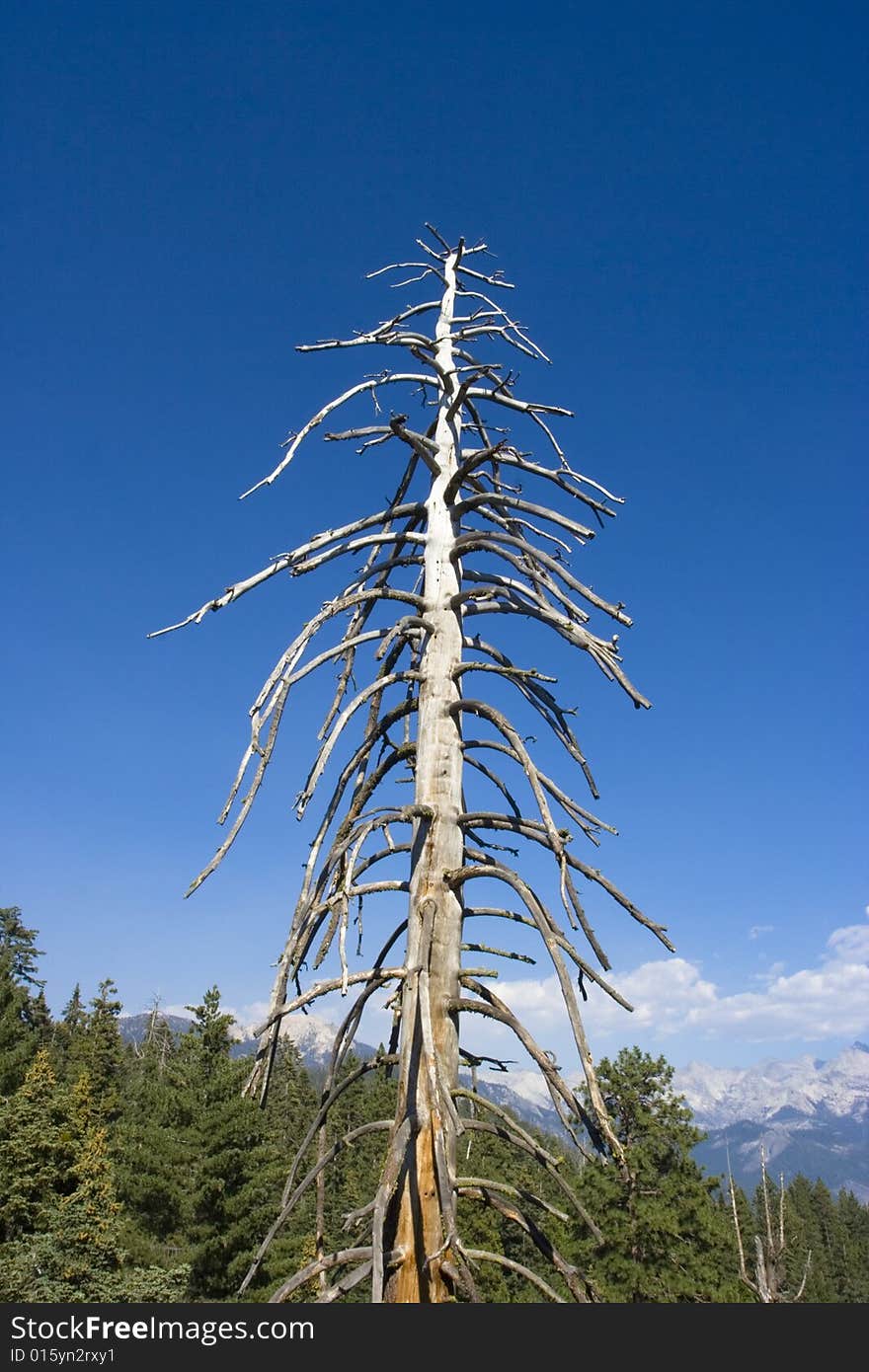 An dead tree that remains at lake tahoe