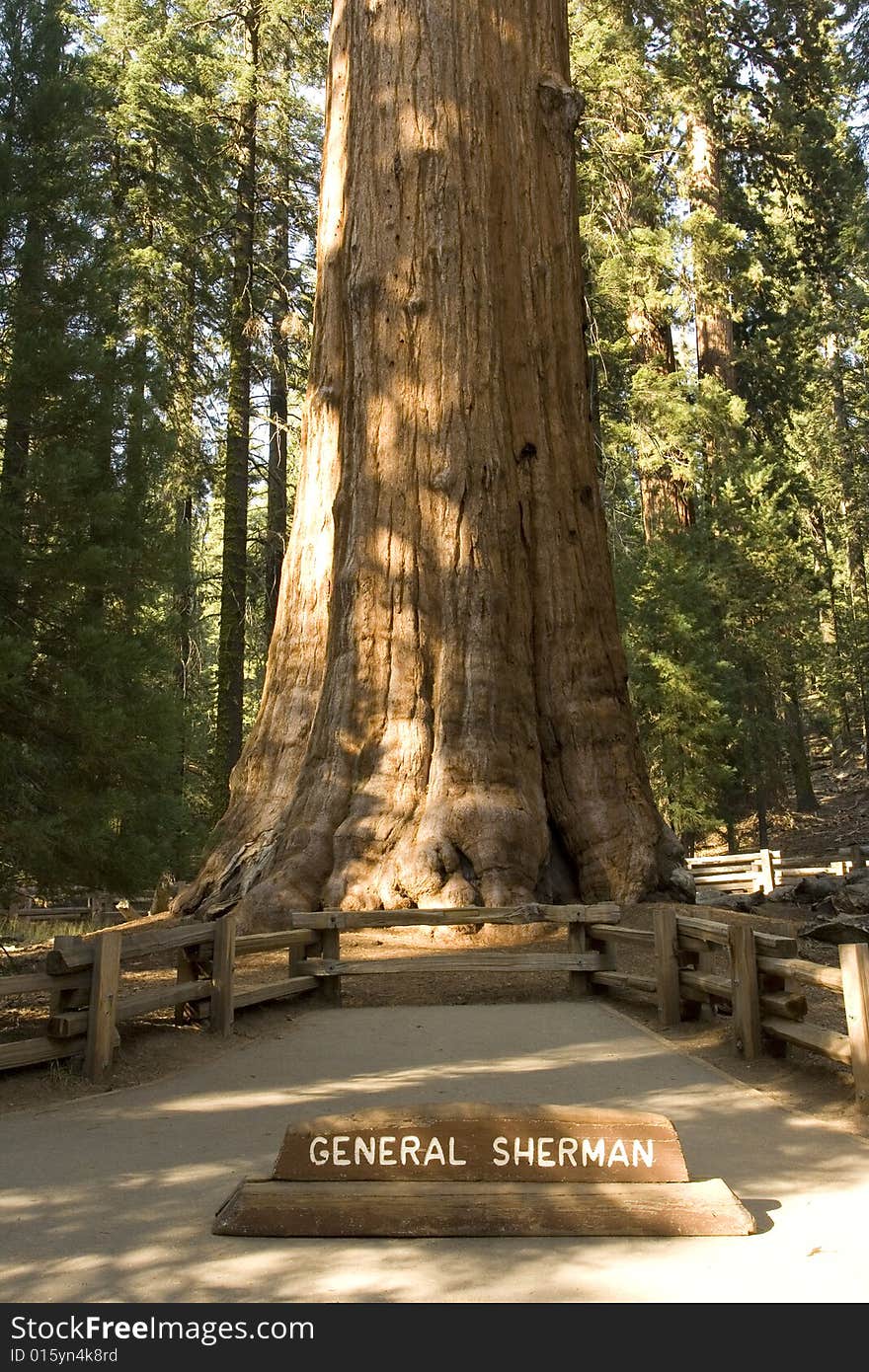 Sequoia