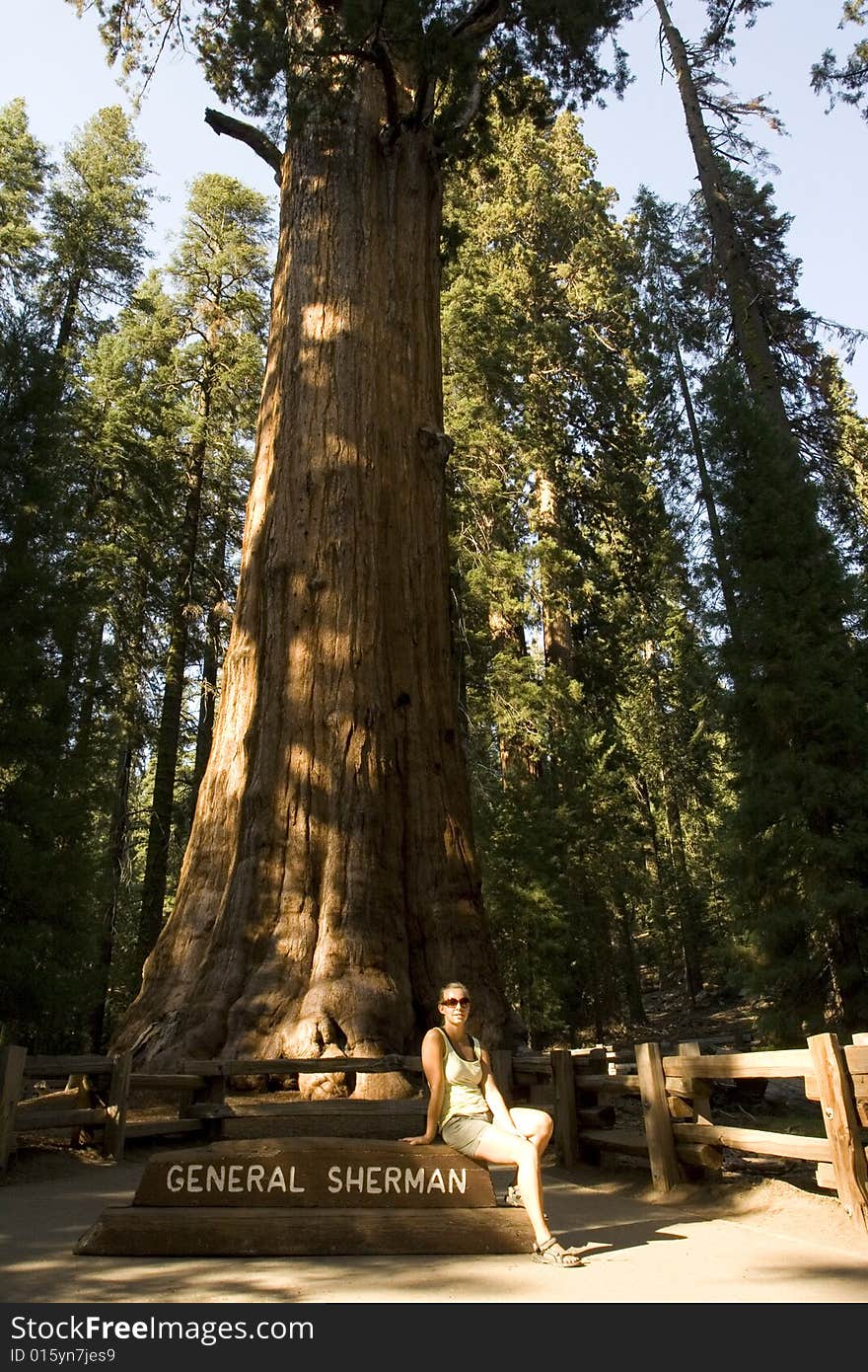 Woman posing before a sequoia