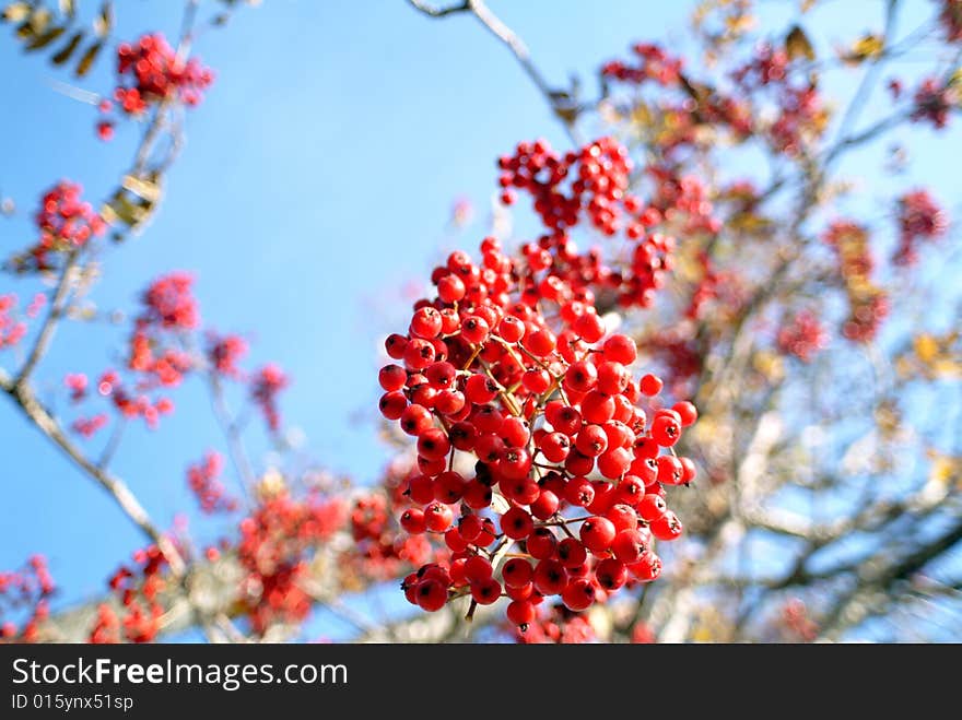 Rowanberry