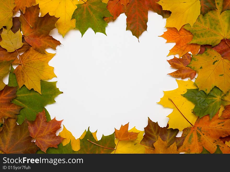 Frame from autumn maple leaves