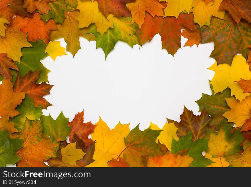 Framework from autumn multi-coloured maple leaves. Framework from autumn multi-coloured maple leaves
