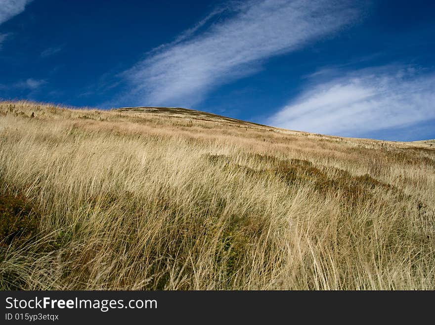 Mountain s meadow