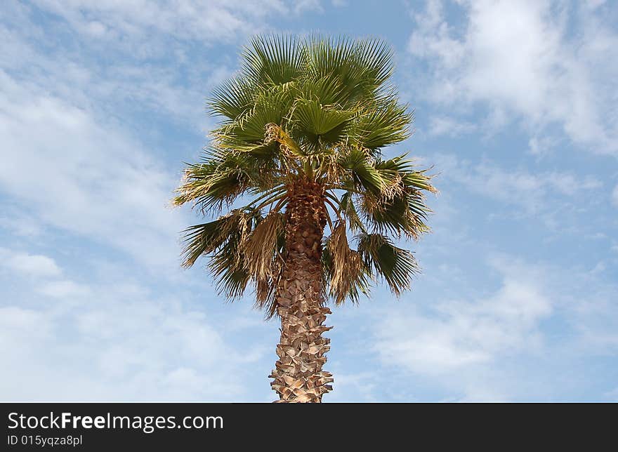 Palm tree on a background of a blue sky