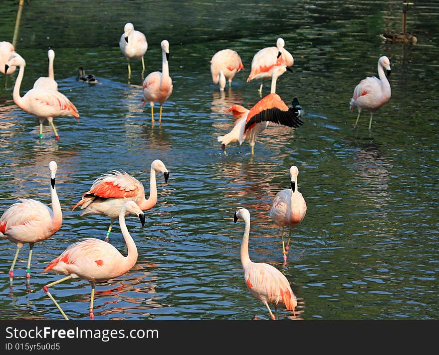 Flock of Pink Flamingos at the Lincoln Park Zoo in Chicago