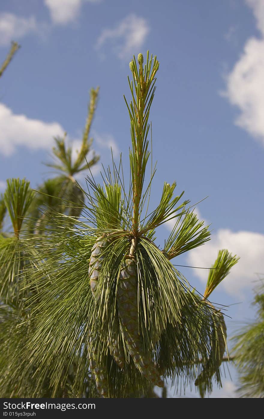 Branch of a fur-tree with the cone