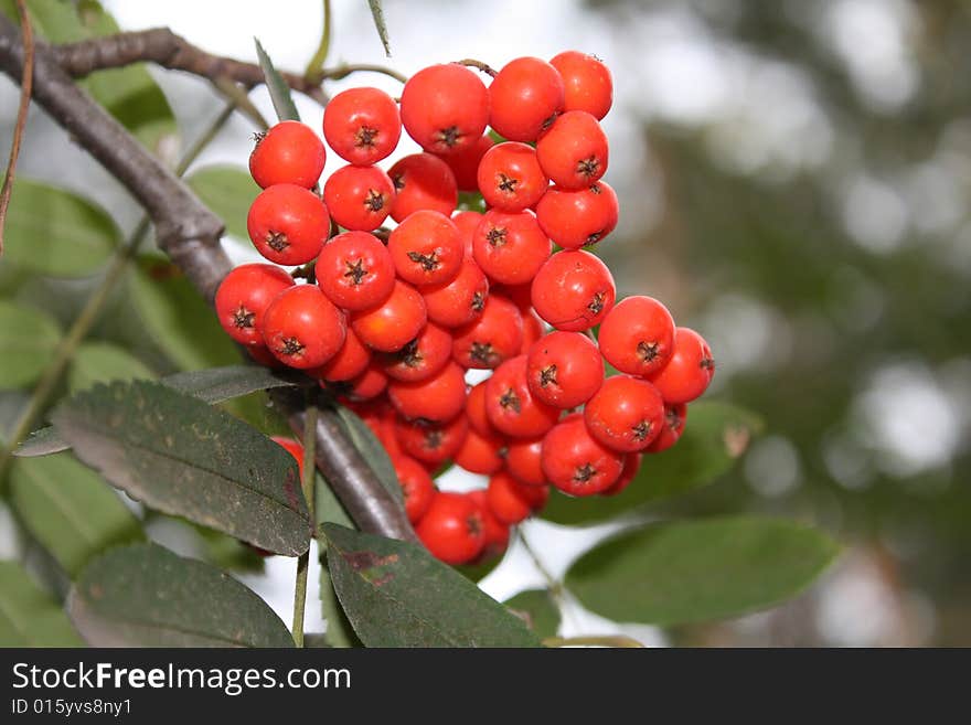 Red berries