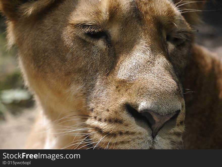 Portrait of a big female African lion (Panthera leo)