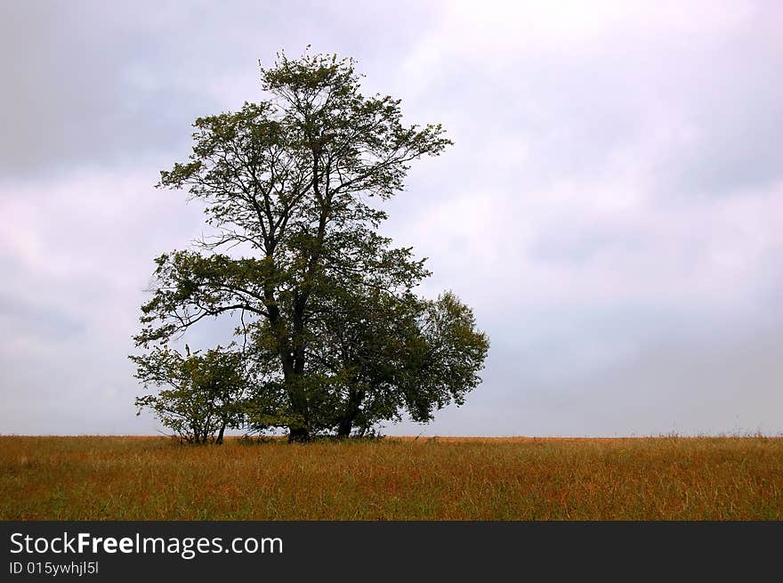 Single tree in the field