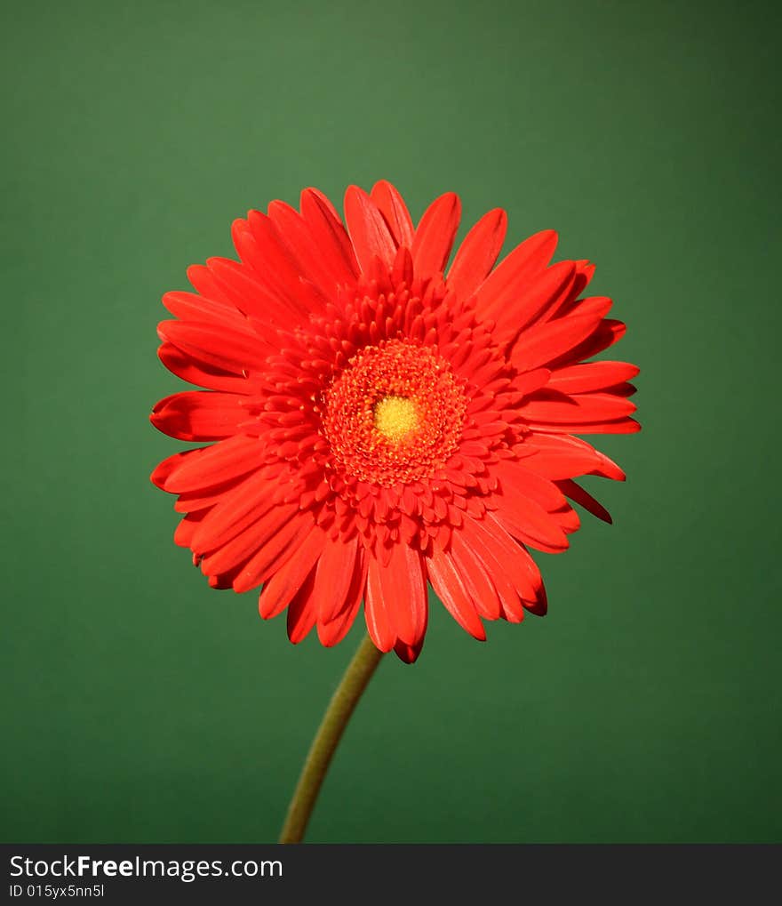 Red African daisy on the green background. Red African daisy on the green background