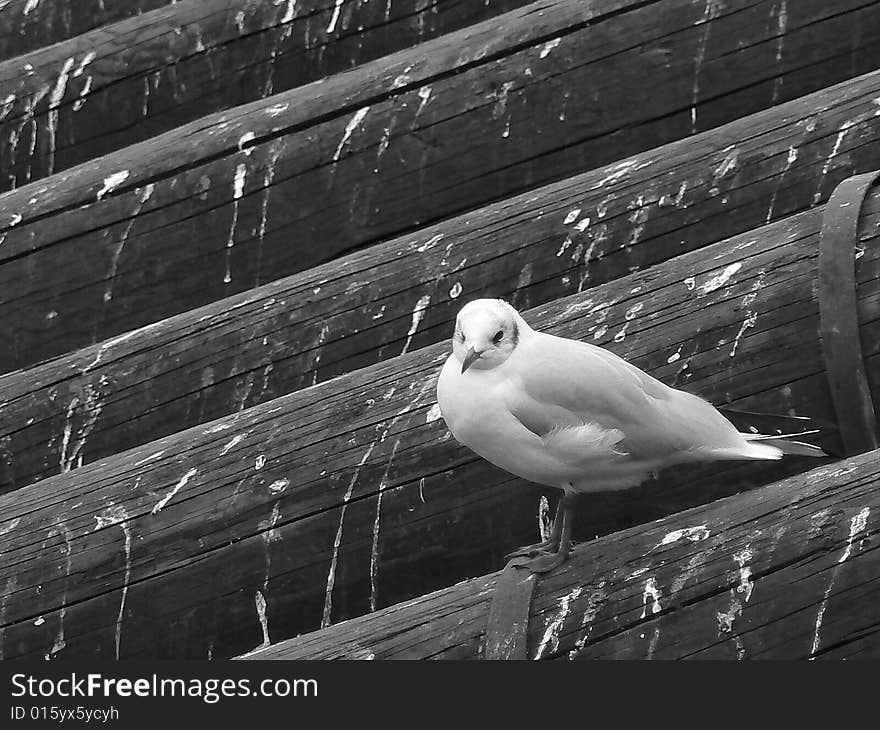 Gull sitting on wooden beam.