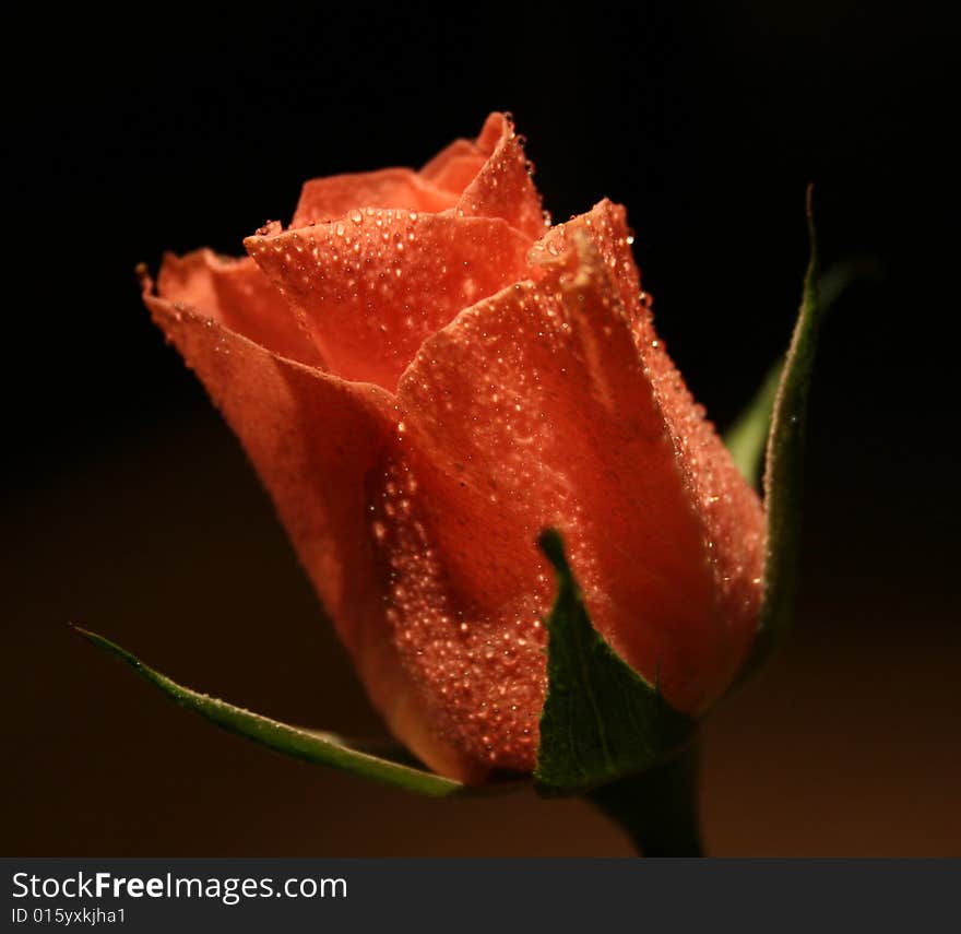 Red rose with drops on a claret red background