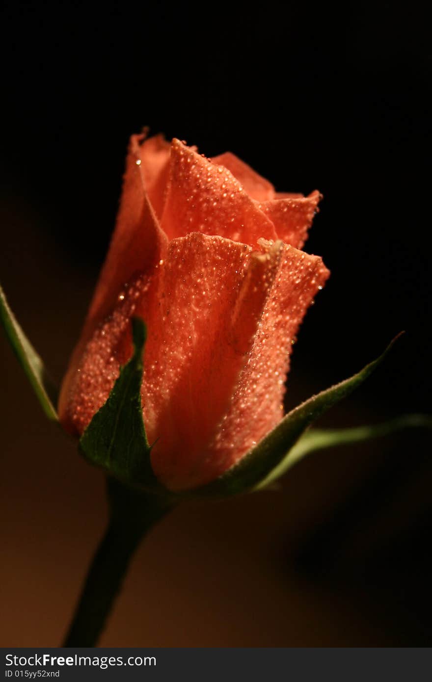 Rose with drops on a claret red background