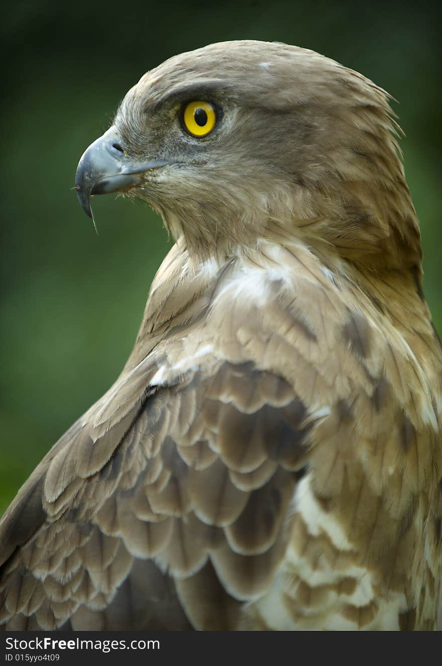 Snake-eater Buzzard