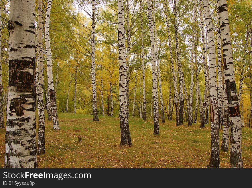 Birch wood