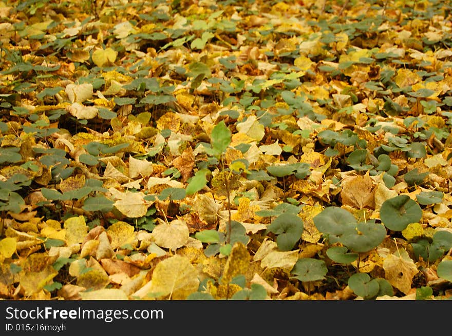 Background from the fallen down yellow leaves. Background from the fallen down yellow leaves