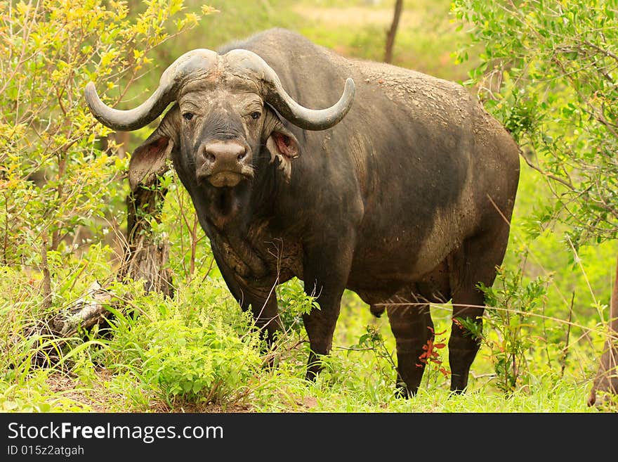 Big bull facing the camera at the Kruger National Park in South Africa