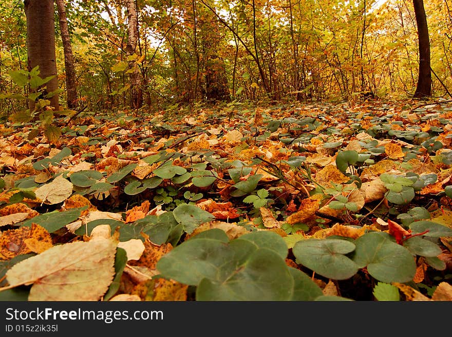 Background from the fallen down yellow leaves. Background from the fallen down yellow leaves