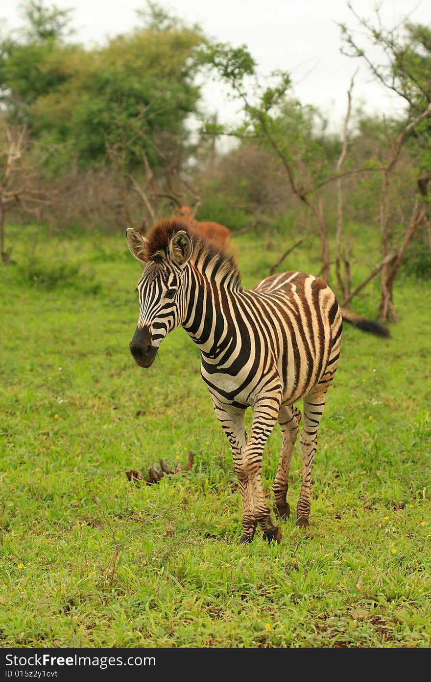 Young Zebra in the Kruger National Park