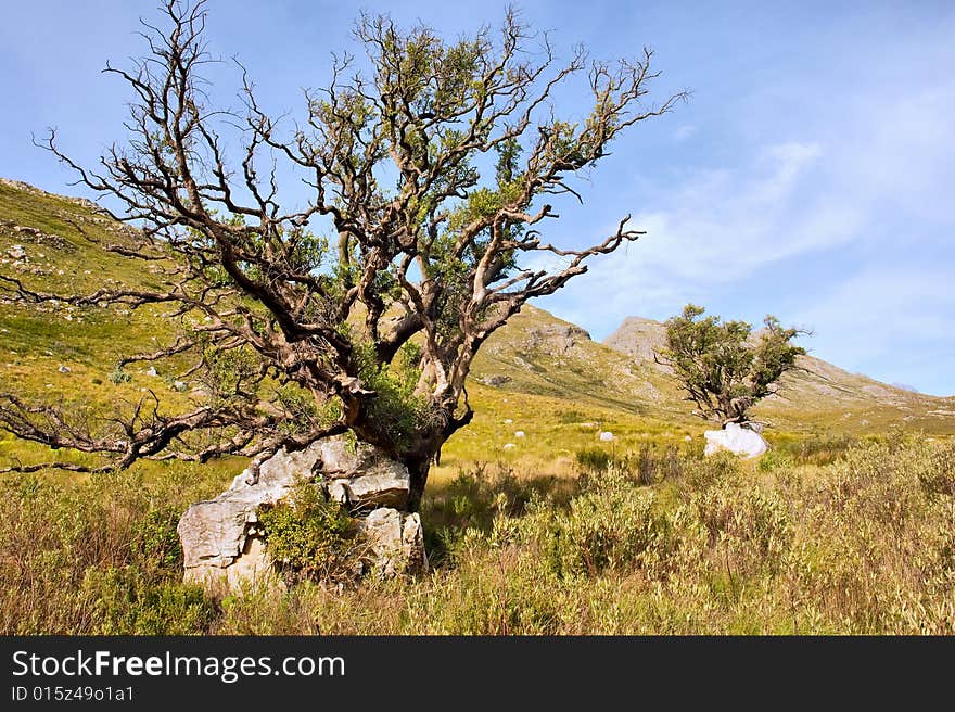 Two trees growing on rocks