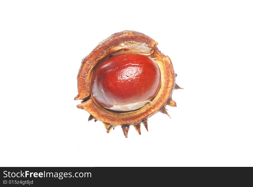 Conker In Shell