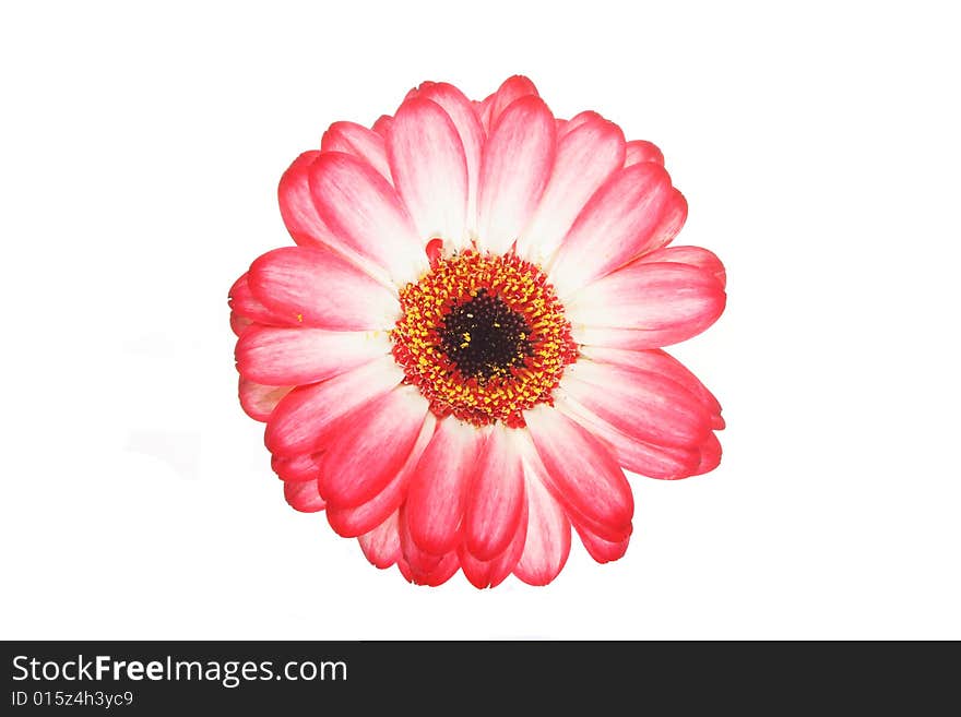 Red fringed Gerbera daisy isolated on white. Red fringed Gerbera daisy isolated on white