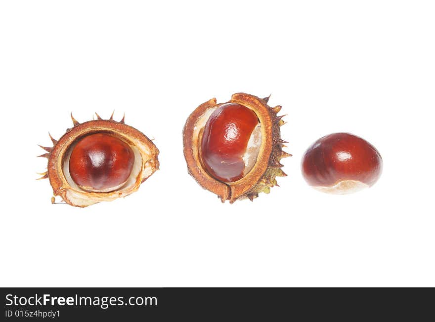 Three conkers isolated on a white background